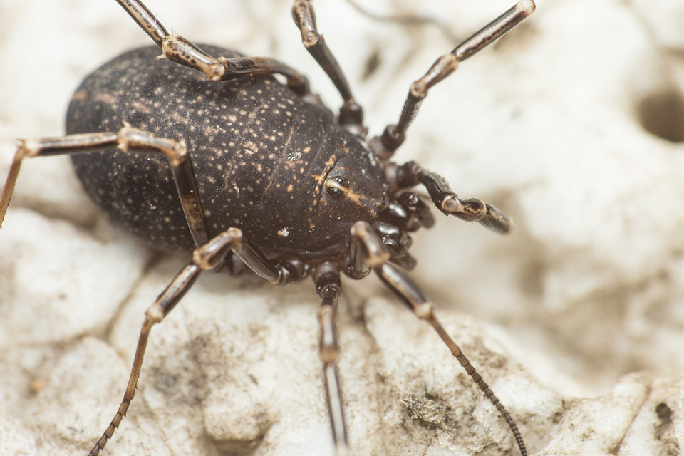 Egaenus convexus
