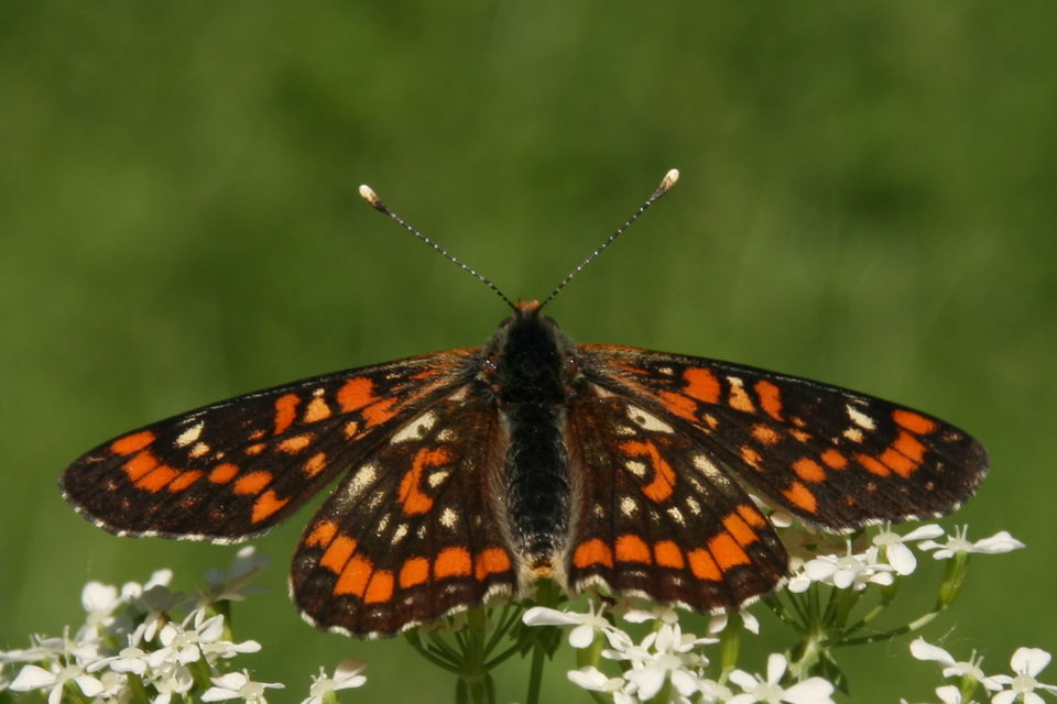 Euphydryas maturna - díszes tarkalepke