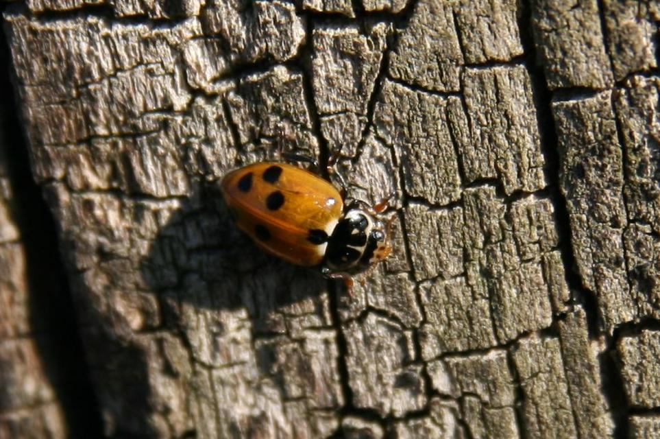 Hippodamia variegata - tizenhárompettyes katica