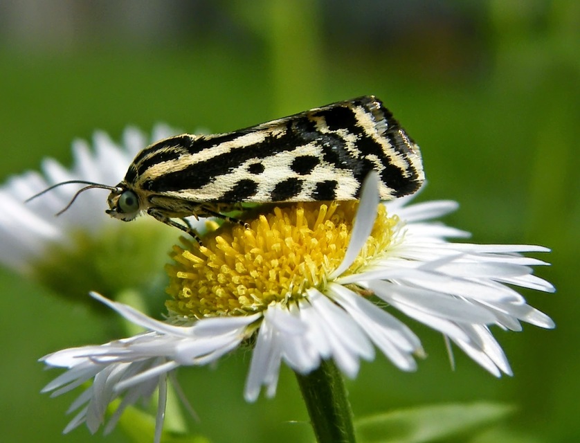 Emmelia trabealis - zebrabagoly