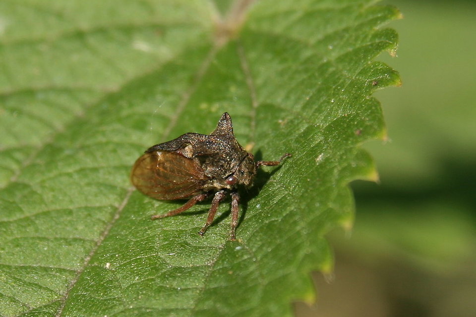 Centrotus cornutus - szarvaskabóca Centrotus cornutus - szarvaskabóca