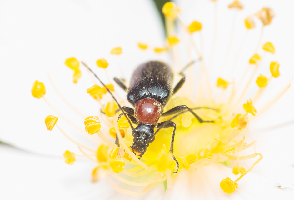 Dinoptera collaris - vörösnyakú virágcincér