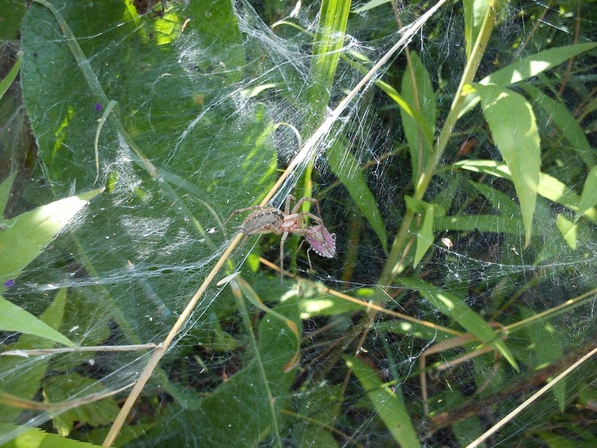 Agelena labyrinthica - illó tölcsérpók