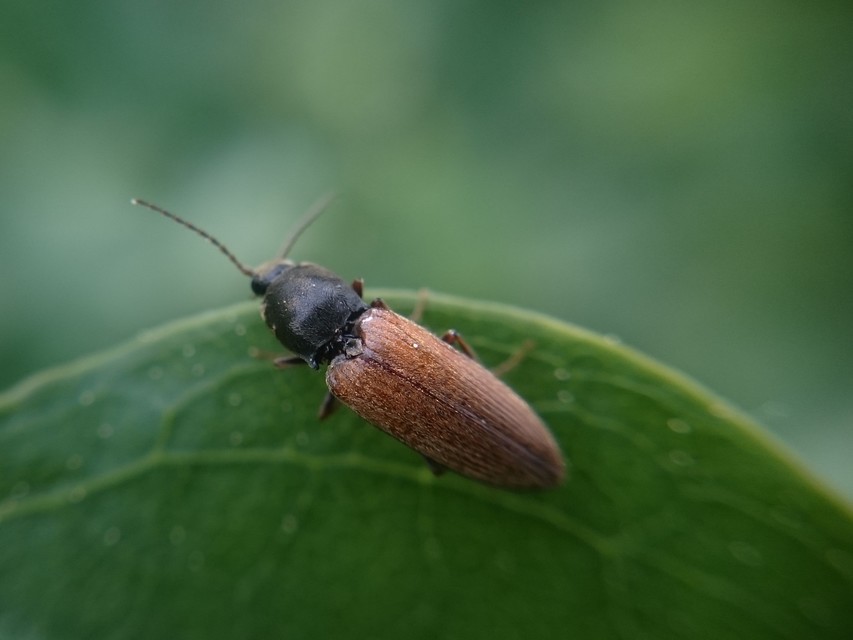 Dicronychus cinereus - szürke szívespattanó