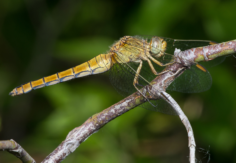 Orthetrum coerulescens - karcsú pásztorszitakötő