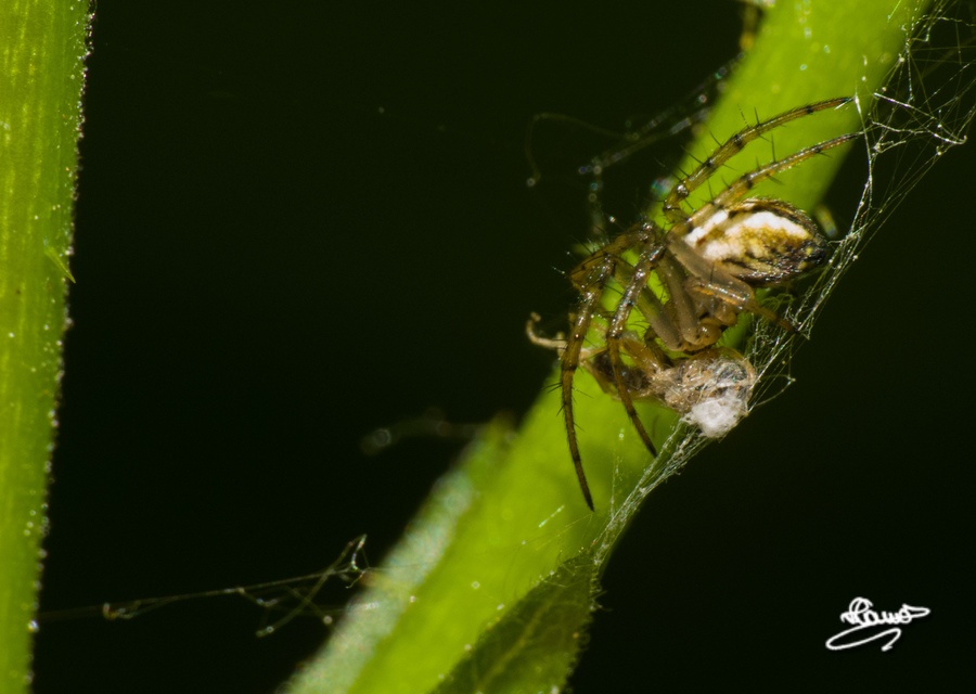 Mangora acalypha - réti keresztespók