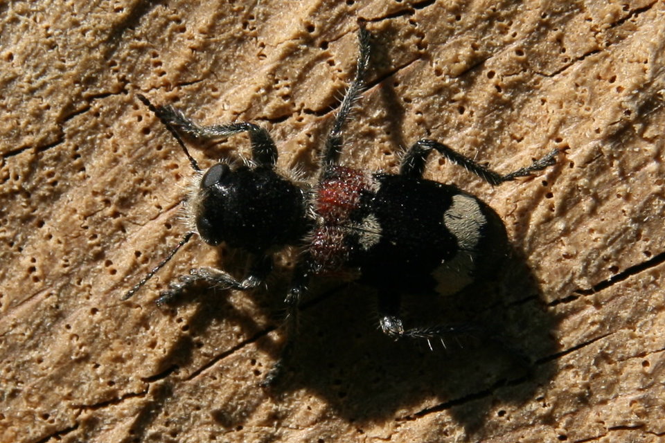 Clerus mutillarius - feketenyakú szúfarkas