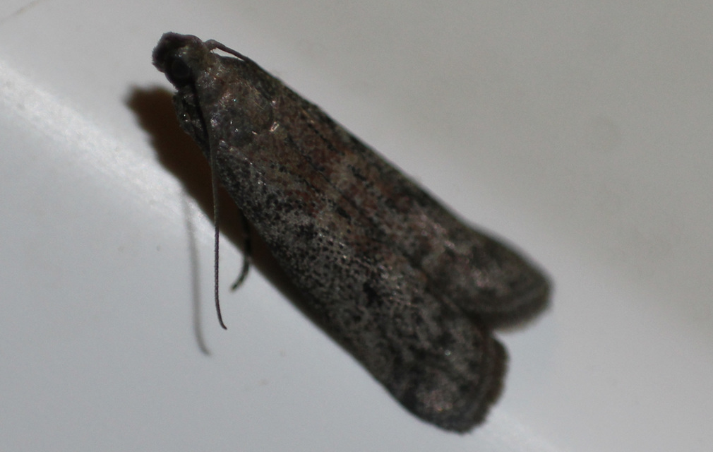 Pyralidae - fényiloncák