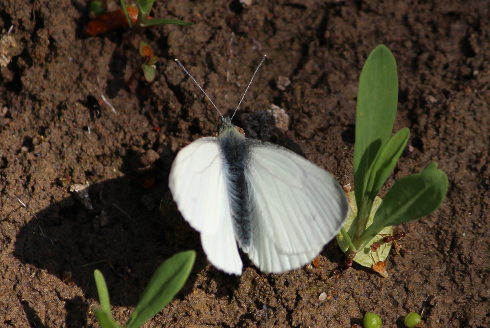 Pieris rapae - répalepke