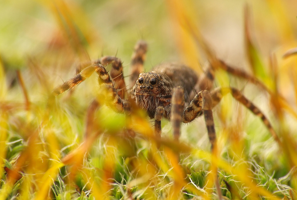 Pardosa