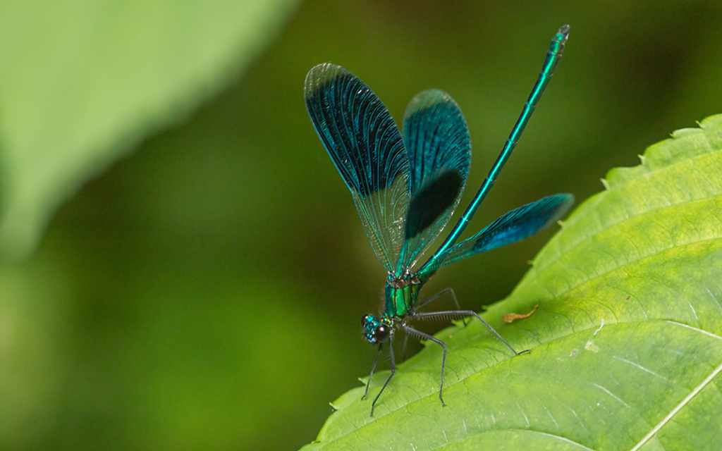 Calopteryx splendens - sávos szitakötő
