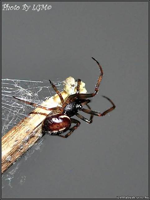 Steatoda bipunctata - kétpettyes faggyúpók
