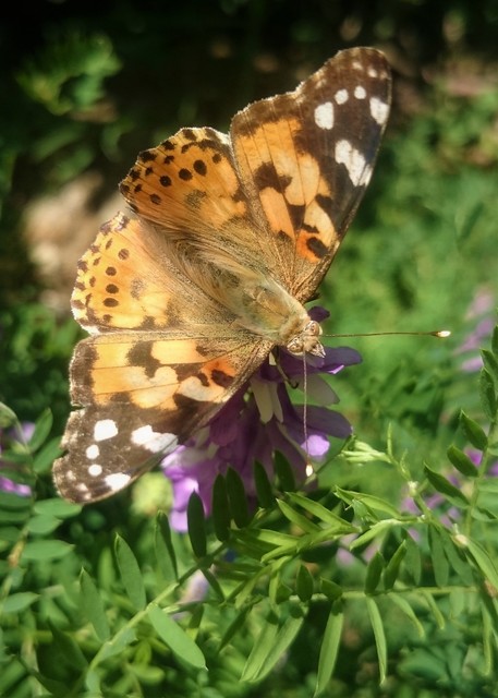 Vanessa cardui - bogáncslepke