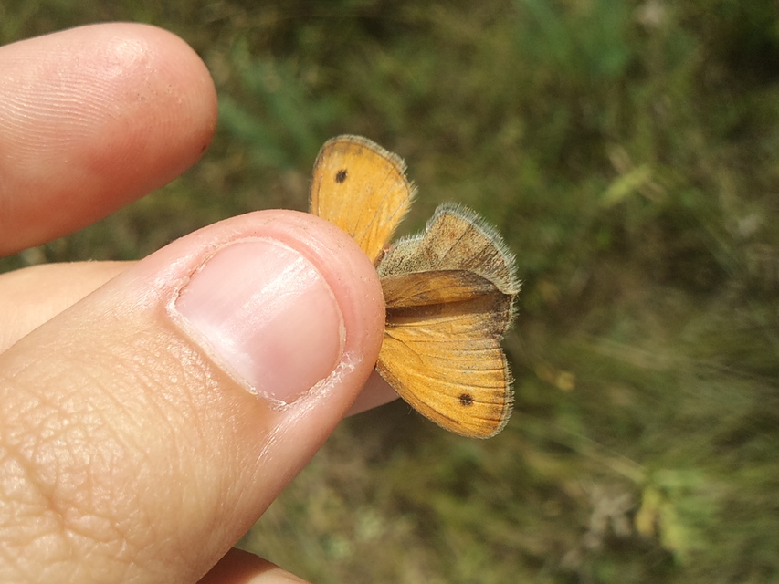 Coenonympha pamphilus - kis szénalepke