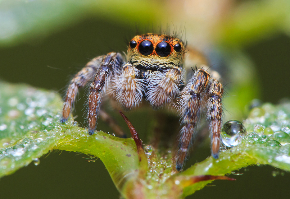 Carrhotus xanthogramma - rozsdás ugrópók