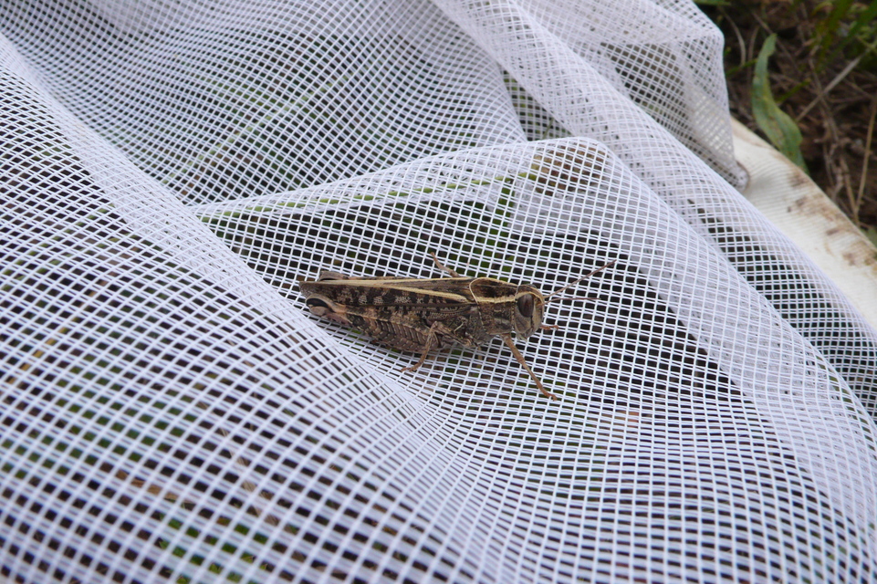 Calliptamus italicus - olaszsáska