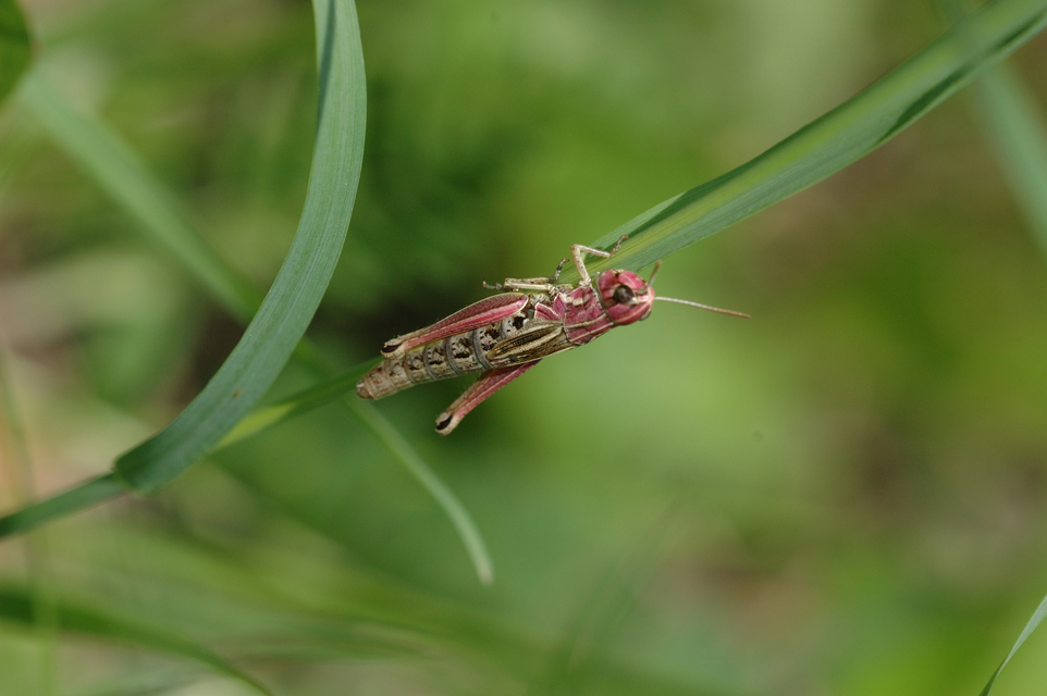 Pseudochorthippus parallelus - közönséges rétisáska