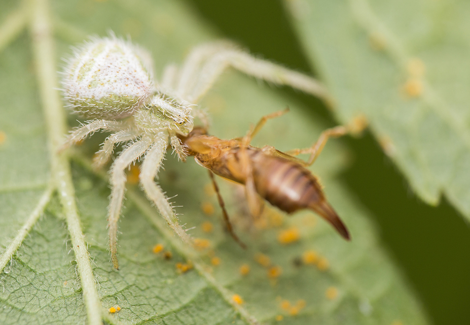 Heriaeus hirtus - bozontos karolópók