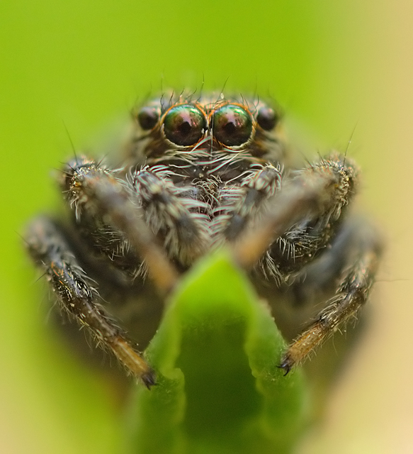 Salticidae - ugrópókok