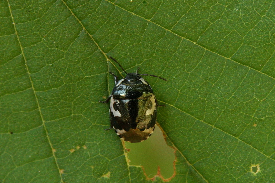 Tritomegas bicolor - foltos földipoloska