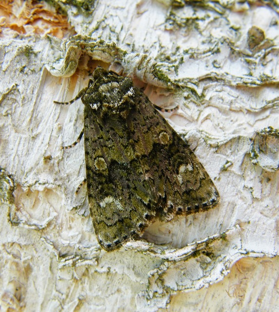 Craniophora ligustri - fagyalbagoly