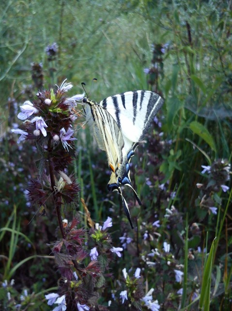 Iphiclides podalirius - kardoslepke