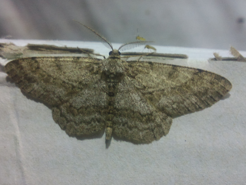 Hypomecis punctinalis - pettyes faaraszoló