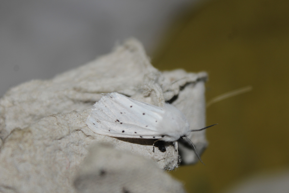 Spilosoma lubricipedum/urticae