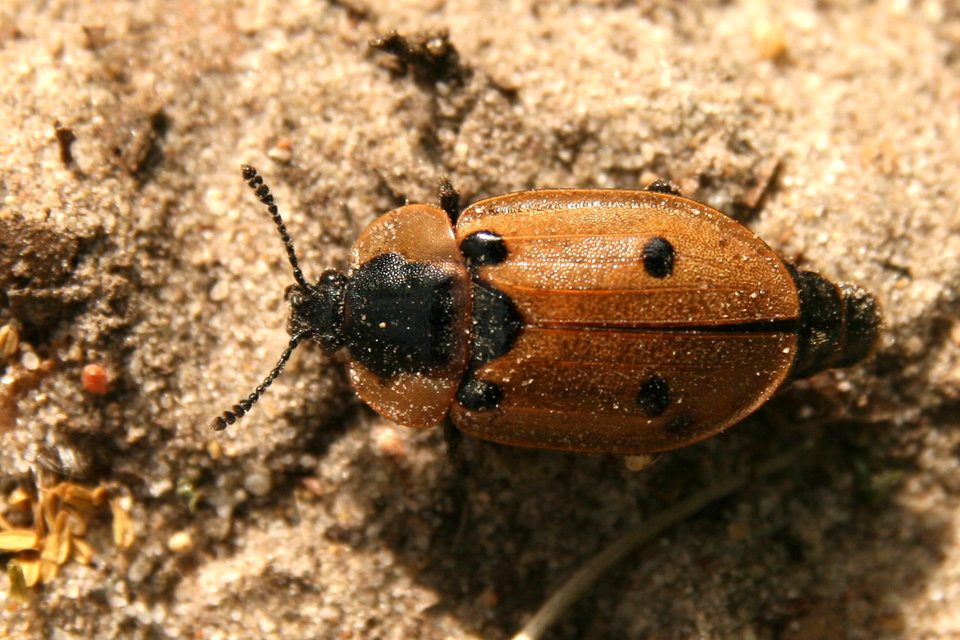 Dendroxena quadrimaculata - négypettyes dögbogár