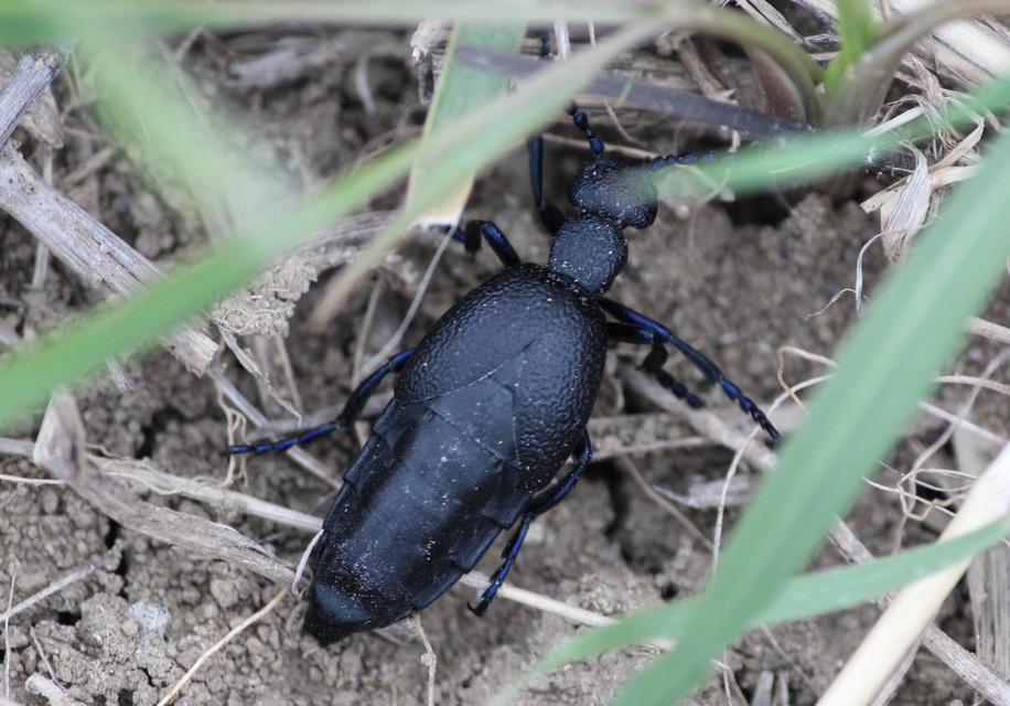 Meloe proscarabaeus - közönséges nünüke