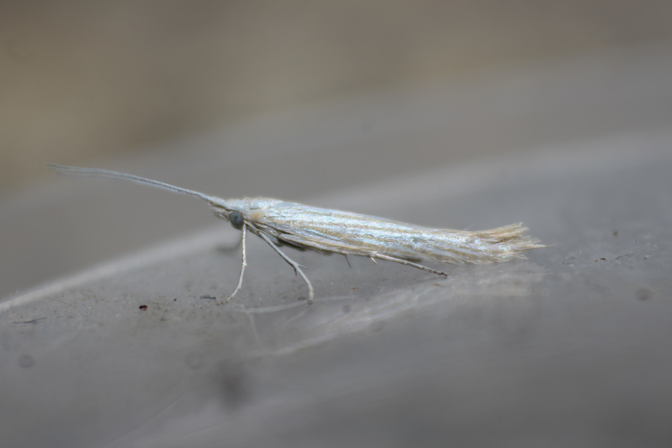 Coleophora