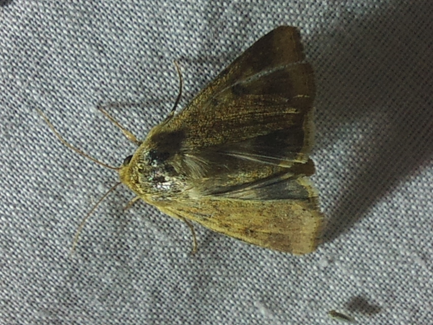 Helicoverpa armigera - kukorica-veteménybagoly