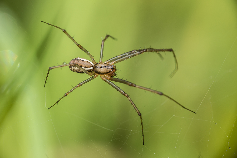 Linyphia triangularis - háromszöges vitorláspók