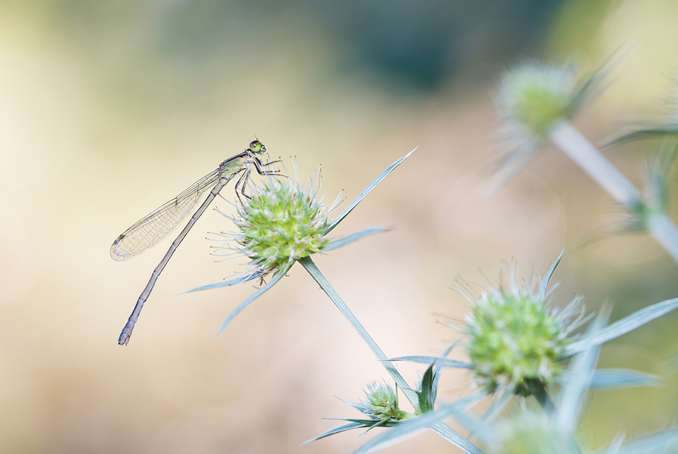 Ischnura elegans