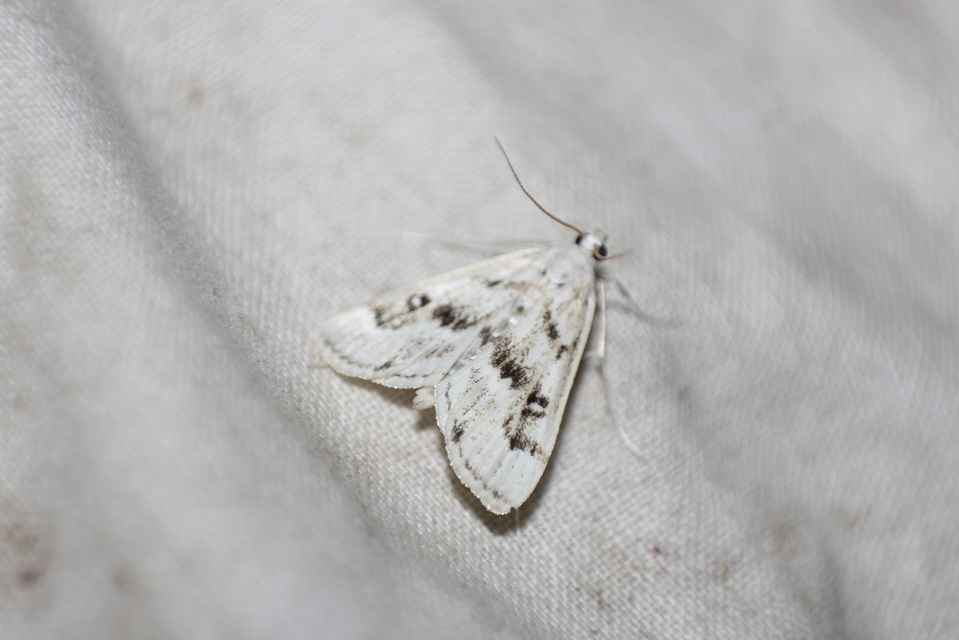 Parapoynx stratiotata - közönséges vízimoly