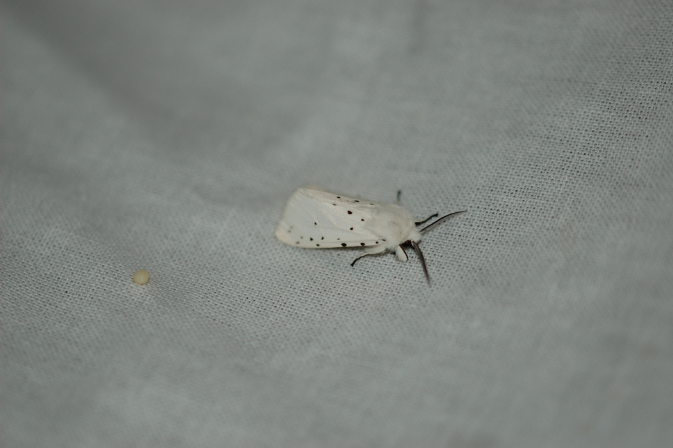 Spilosoma lubricipedum - tejszínű medvelepke