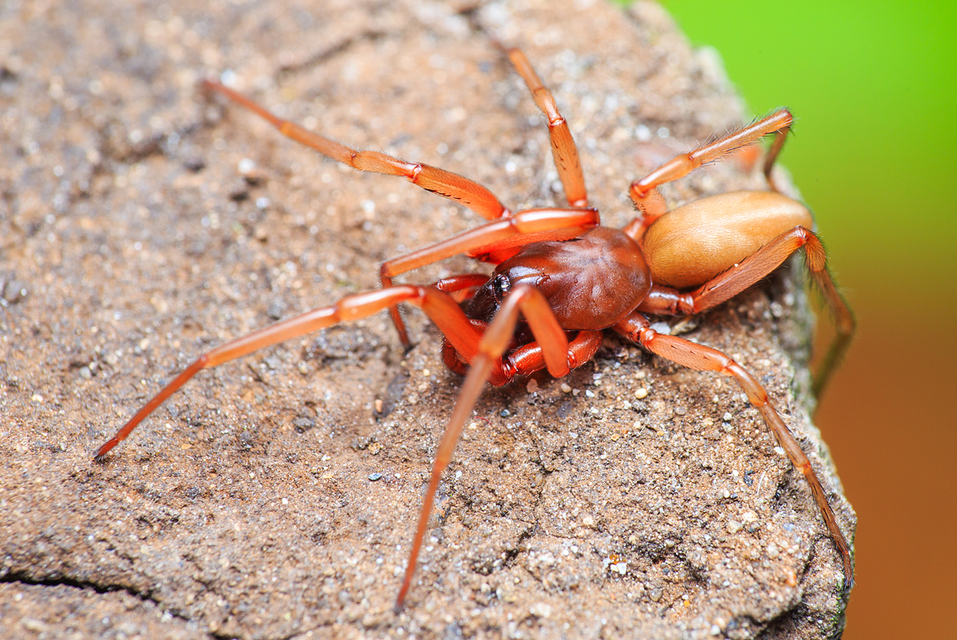 Dysdera