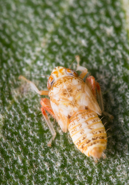 Deltocephalinae