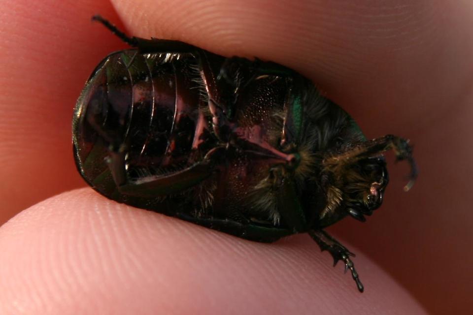 Cetonia aurata - aranyos virágbogár