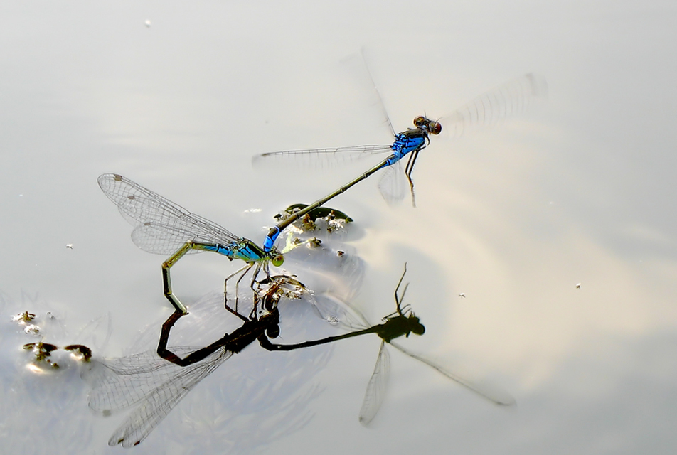 Erythromma viridulum - kis pirosszemű-légivadász