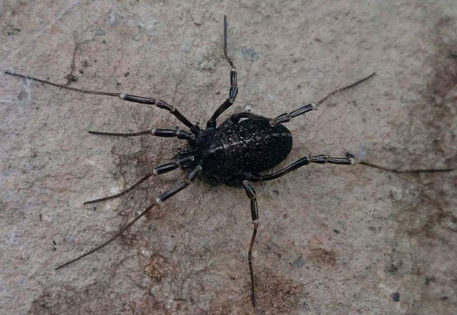 Egaenus convexus
