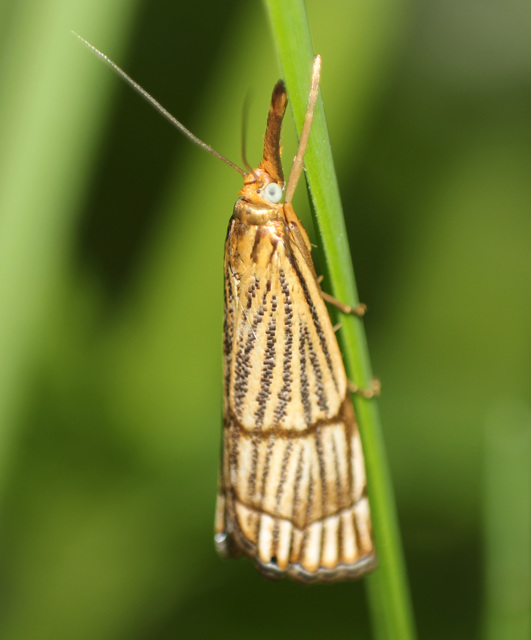 Chrysocrambus linetella - déli fűgyökérmoly