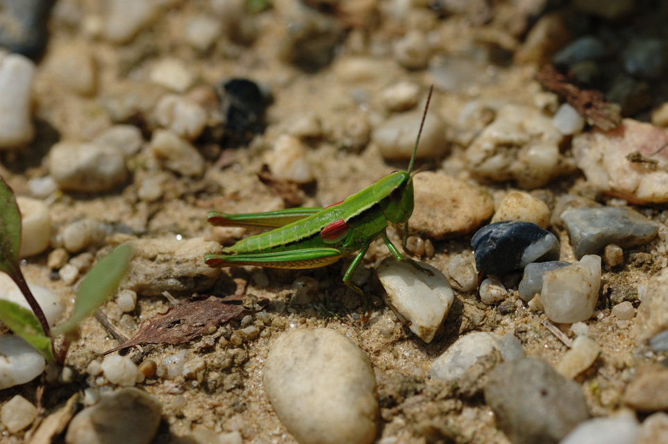 Euthystira brachyptera - smaragdzöld sáska