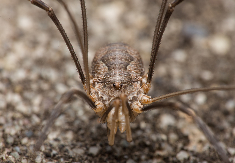 Phalangium opilio