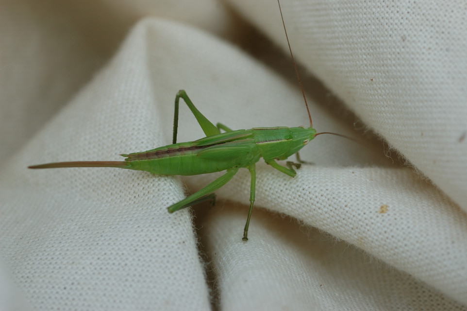 Ruspolia nitidula - nagy kúpfejűszöcske