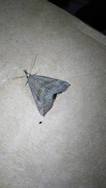 Hypena proboscidalis - ormányos karcsúbagoly