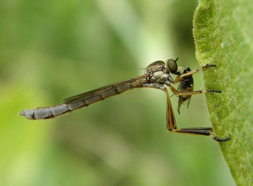 Leptogaster cylindrica