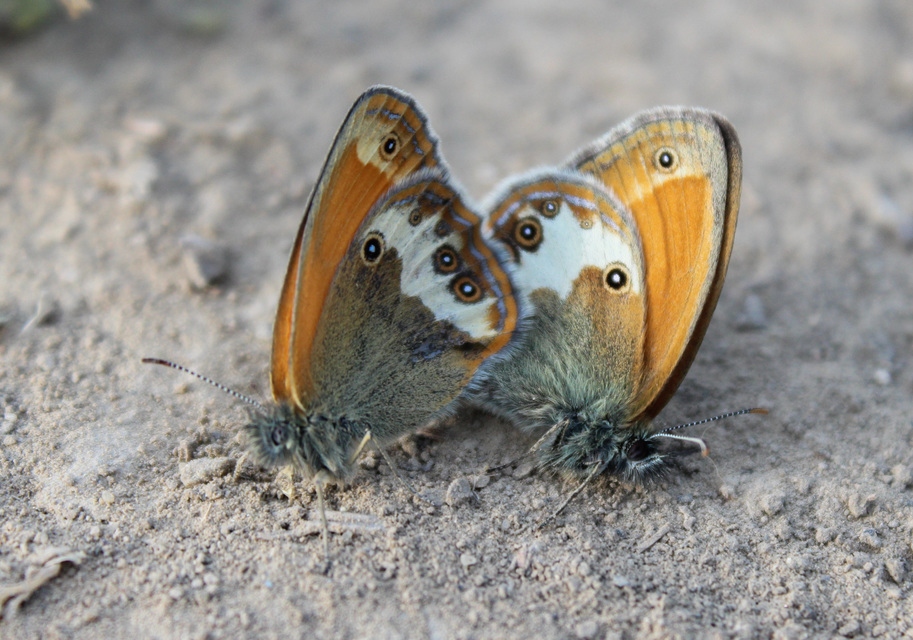 Coenonympha arcania - fehéröves szénalepke