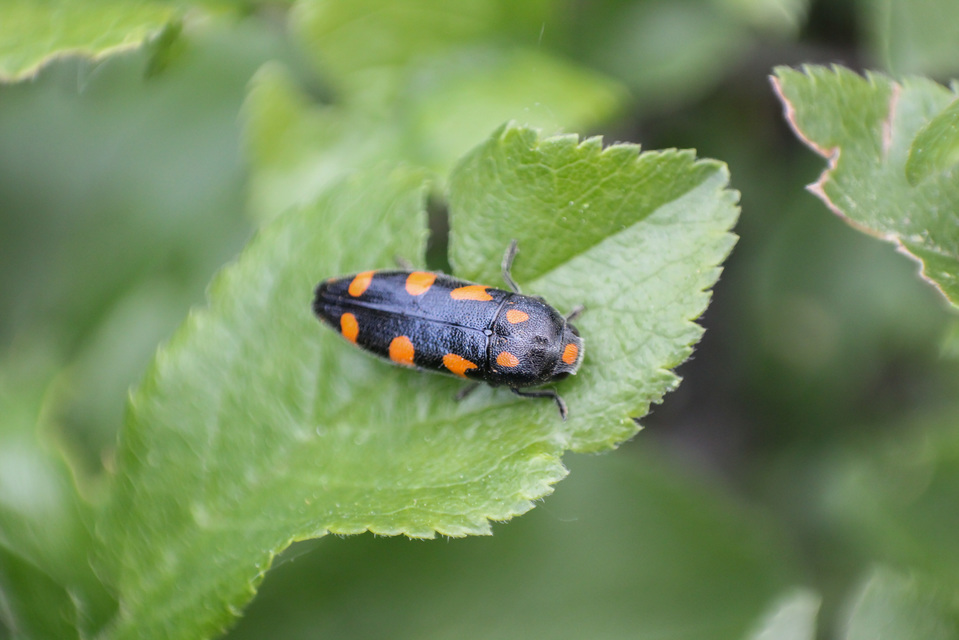 Ptosima undecimmaculata - sárgafoltos díszbogár