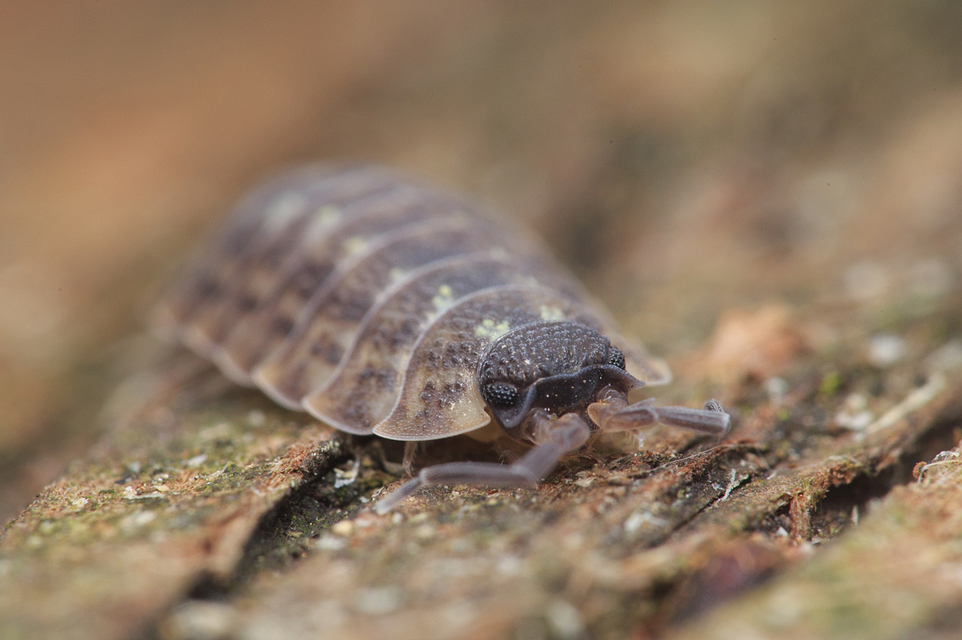 Porcellio spinicornis Porcellio spinicornis